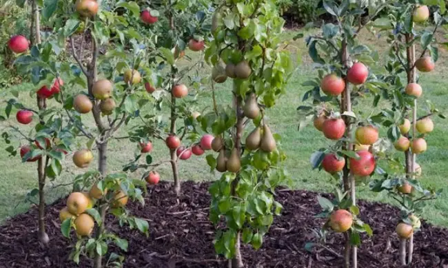 Размножение колоновидных яблонь