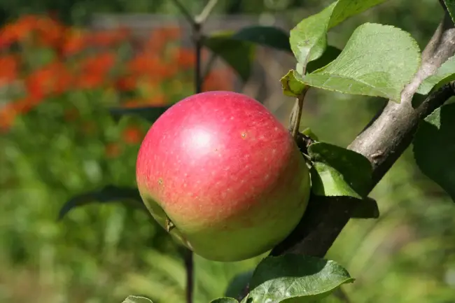 Описание сорта яблони Свежесть