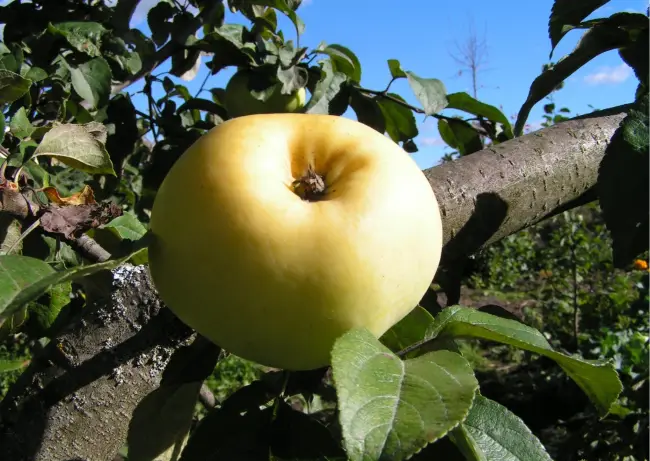 Посадка яблони сорта Антоновка весной