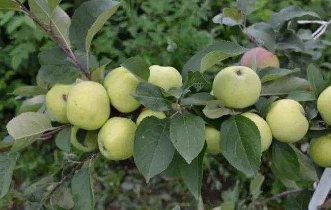 Характеристика карликовой яблони Приземленное