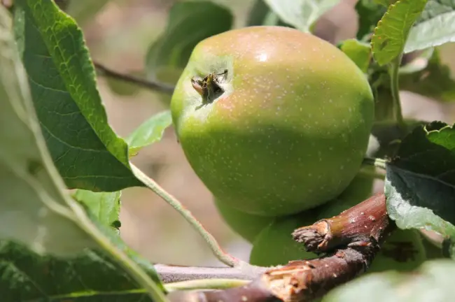 Болезни и вредители яблони