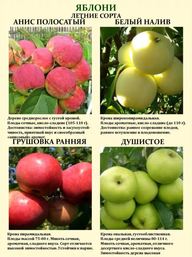 Ботаническое описание и характеристика яблони