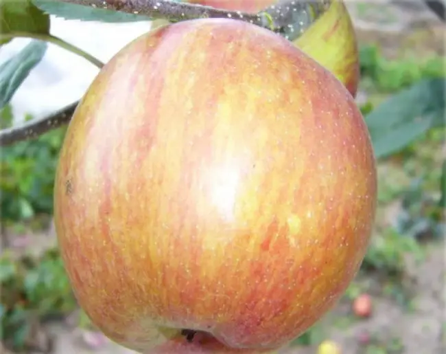Сорта яблонь для Ленинградской области с фото и описанием + видео