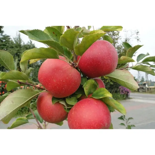 Описание сорта яблони Толунай