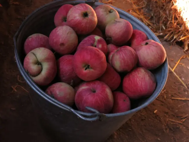 Когда и как собирать яблоки зимних сортов на хранение