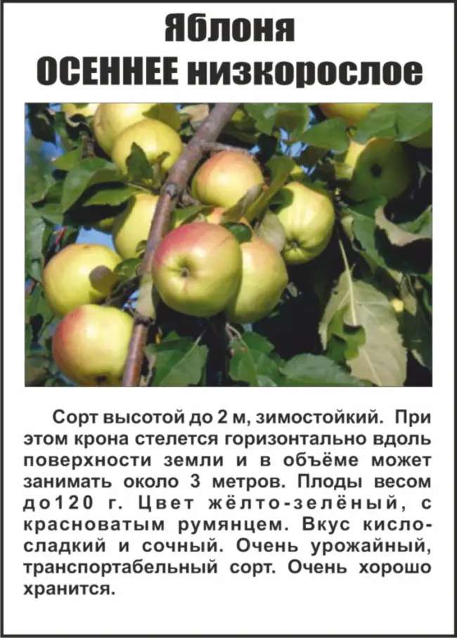 Низкорослые сорта яблонь для средней полосы россии фото с названиями
