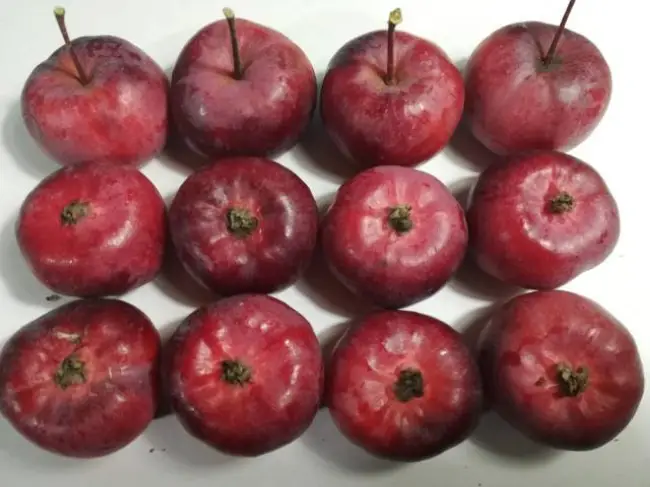 Яблоня Шафран – описание сорта, общая характеристика