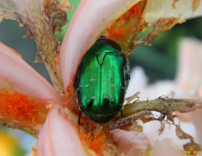 Бронзовка золотистая – красивое насекомое или опасный враг цветов?