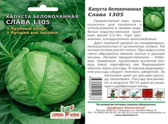 Капуста белокочанная белорусская 455 описание сорта фото
