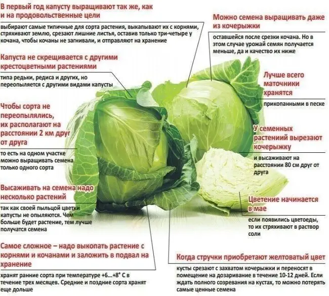 Сбор и хранение урожая