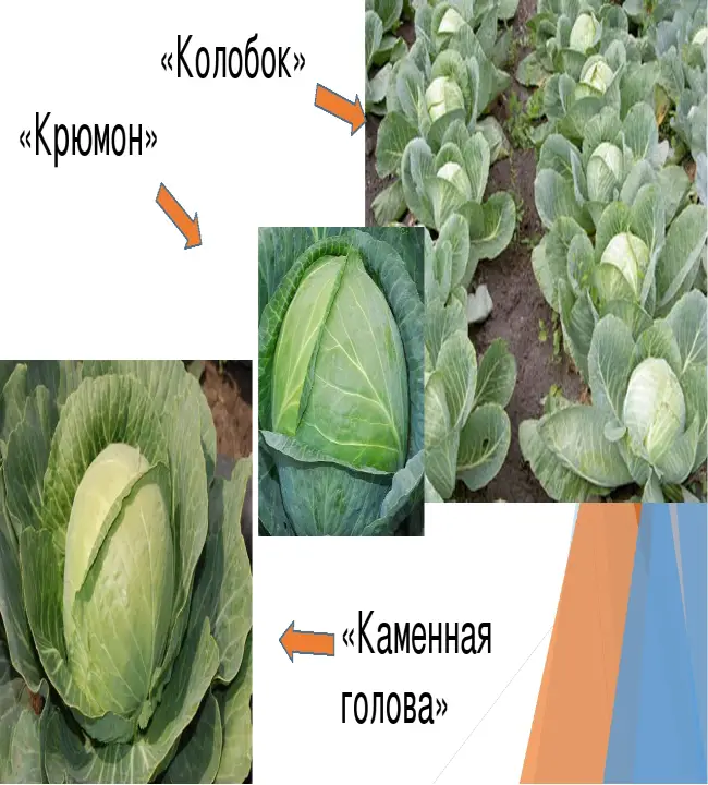 Правила ухода