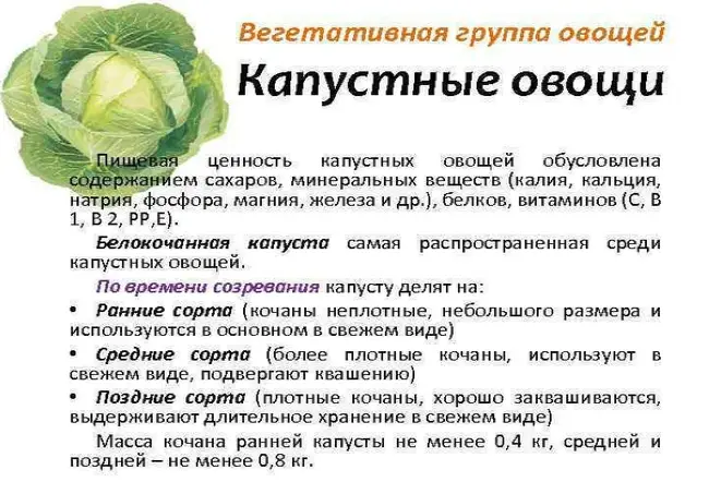 Выращивание и уход