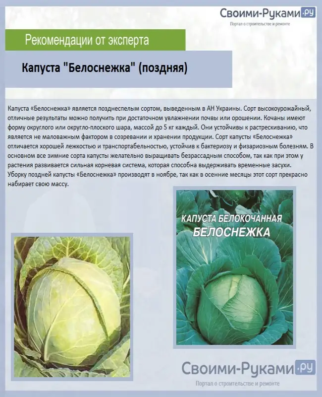 Характеристика и описание различных видов капусты с картинками