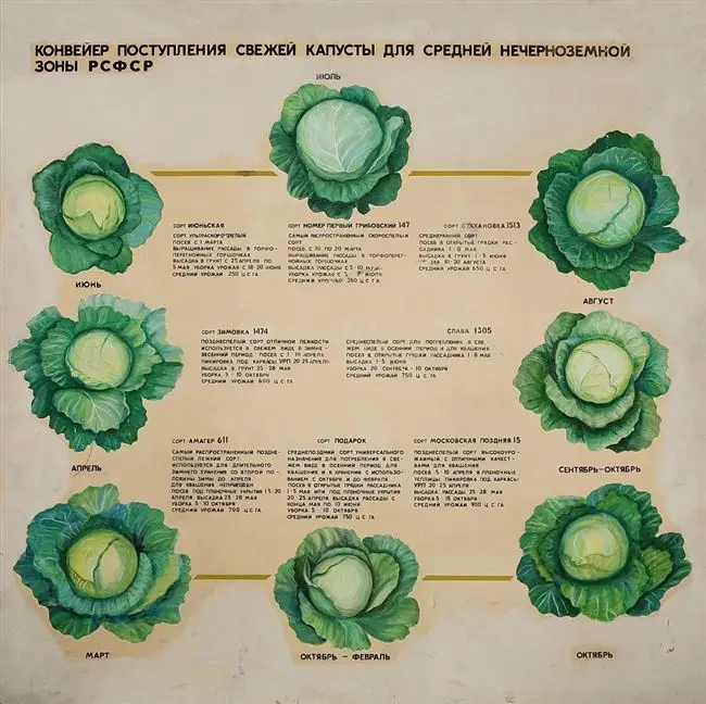 Схема посадки капусты