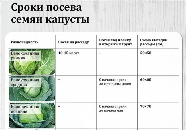 Когда посадить рассаду на участке?