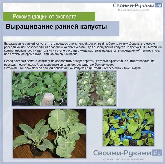 Необходимые условия для выращивания капусты белокочанной