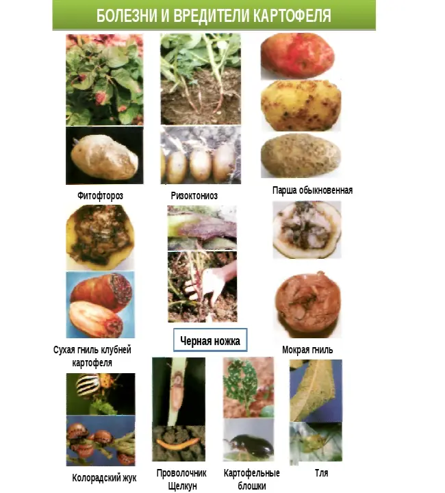 Профилактика болезней картофеля