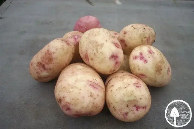 Фото полива картофеля