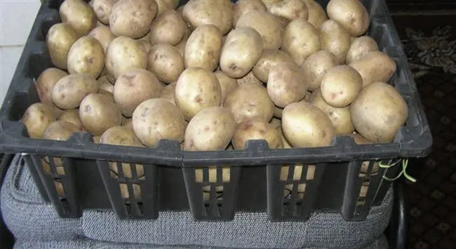 Правильный уход за картофелем Аврора