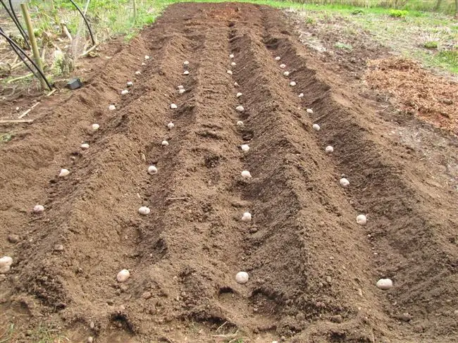 Подготовка почвы под картофель