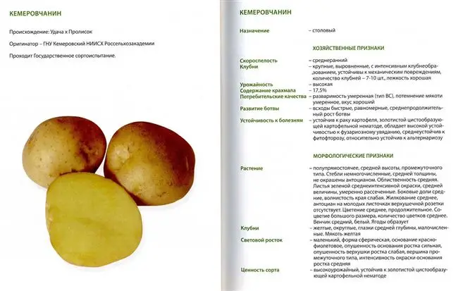 Ранние сорта картофеля. 30 ТОП ранних сортов картофеля с описанием, вкусовыми качествами, фото и отзывами
