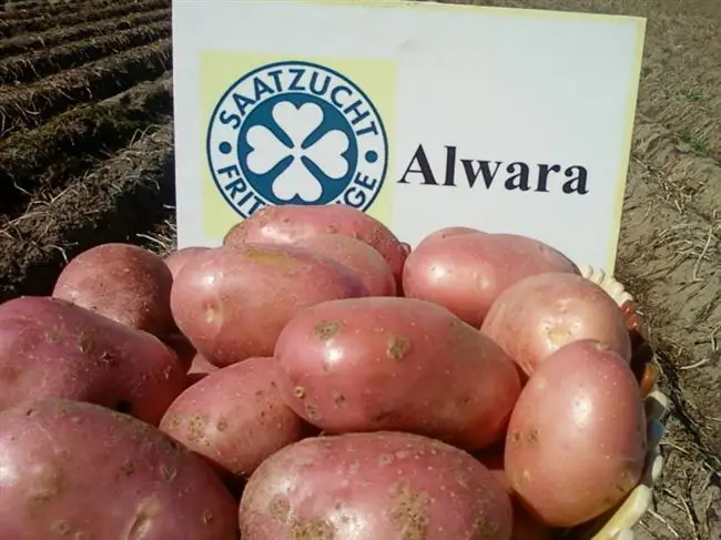 Таблица с характеристиками сорта картофеля Альвара