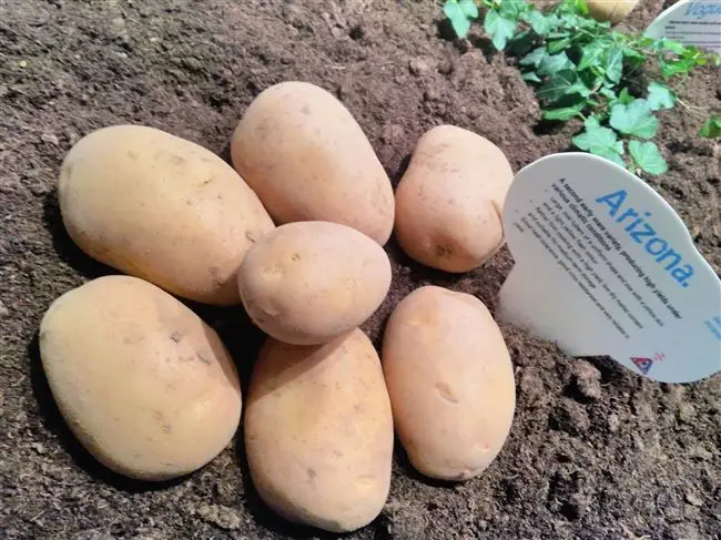 Характеристика сорта картофеля Аризона