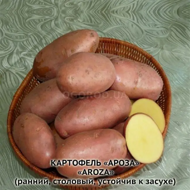 Характеристика сорта картофеля Ароза