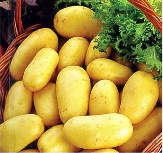Плюсы и минусы сорта картошки Барин