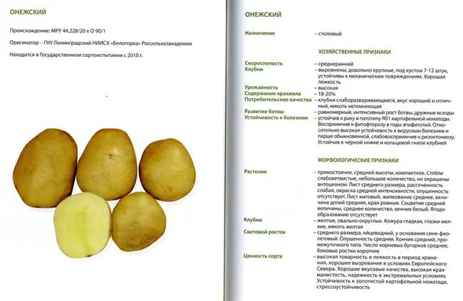 Плюсы и минусы картофеля Бронницкий