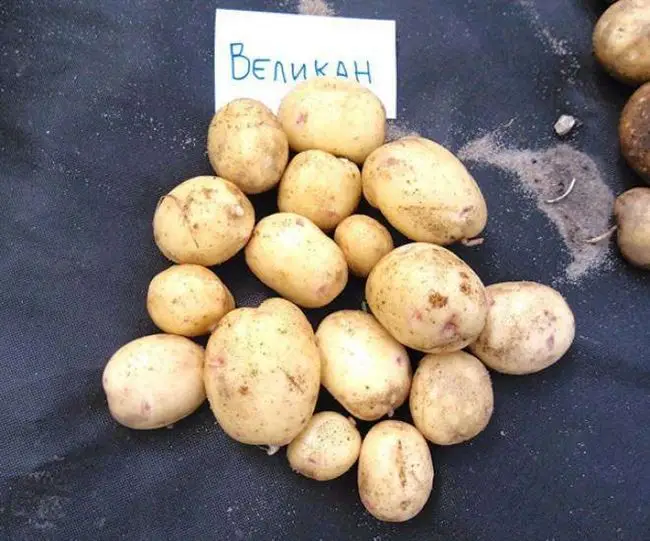 сорт картофеля евростарч характеристика отзывы