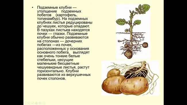Размножение картофеля частями и глазками