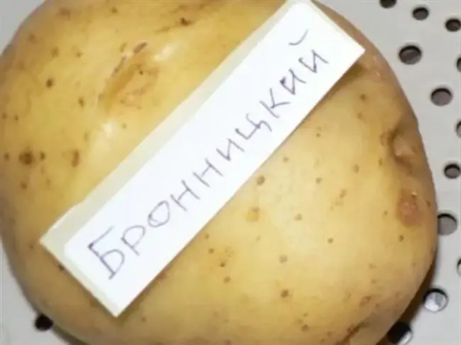 Картофель устойчивый к фитофторе. Бронницкий сорт картофеля. Сорт Броницкий картофеля характеристика. Бронницкий картофель характеристика.