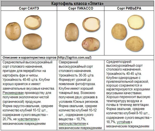 Столовая картошка. Урожайность сортов картофеля таблица. Характеристика картошки. Образцы картофеля. Классификация картофеля по сортам.