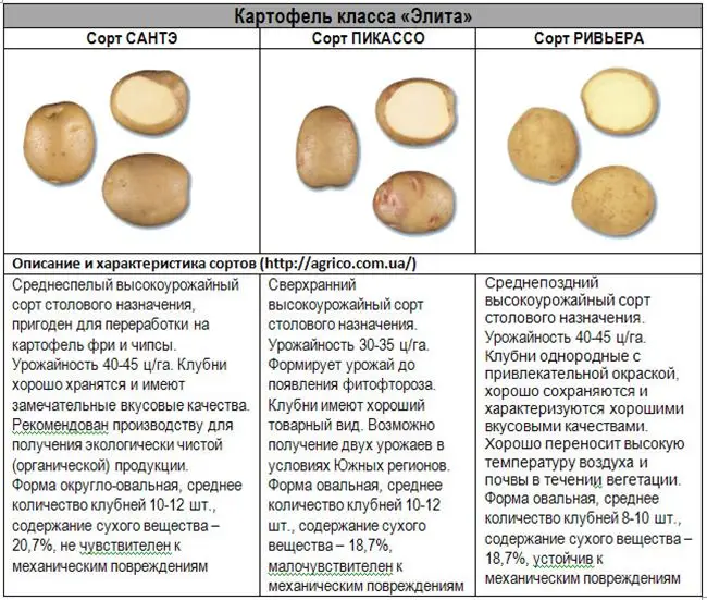 Класс картошки. Сравнение сортов картофеля таблица. Классификация семенного картофеля. Стандарт на семенной картофель размер клубней. Сорта картофеля таблица с описанием.