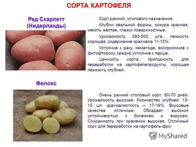 Вкусовые качества картофеля Вектор