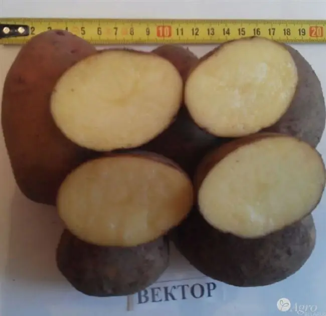 Описание сорта картофеля Вектор