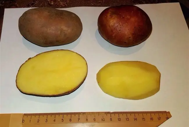 Плюсы и минусы сорта картофеля Вектор