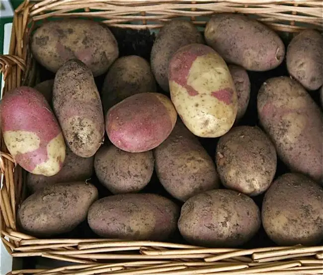 На какой почве сажают картофель