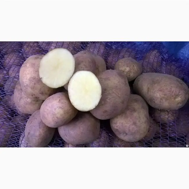 Описание картофеля сорта Винета