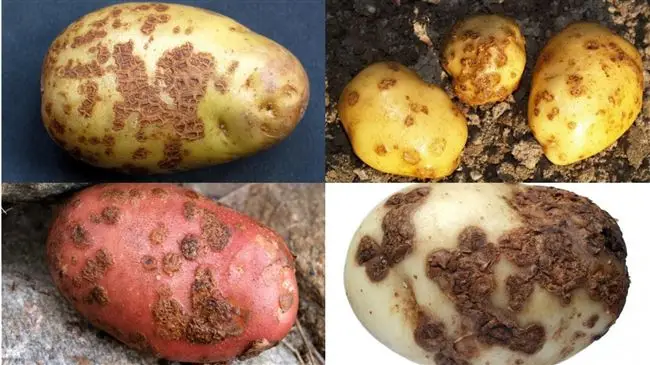 Болезни картофеля и как с ними бороться - видео