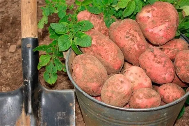 Характеристика сорта картофеля Ермак