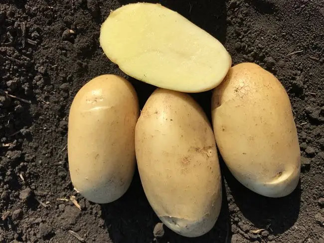 Уход за сортом картофеля Фаворит