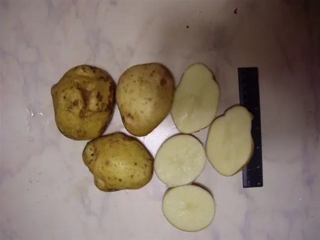Реальные отзывы огородников о сорте картофеля Зекура