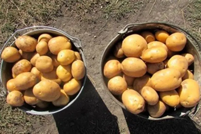 Хранение картофеля
