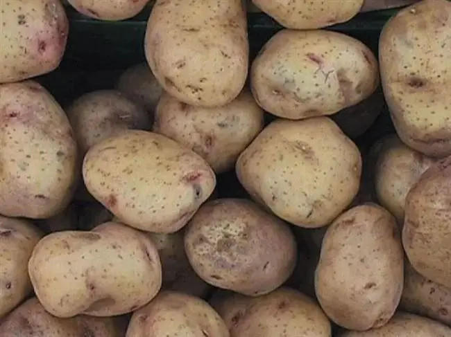 Какие сорта картофеля подходят для выращивания в Сибири (Западной и Восточной)