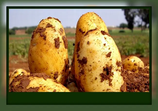 Урожайность картофеля Зорачка