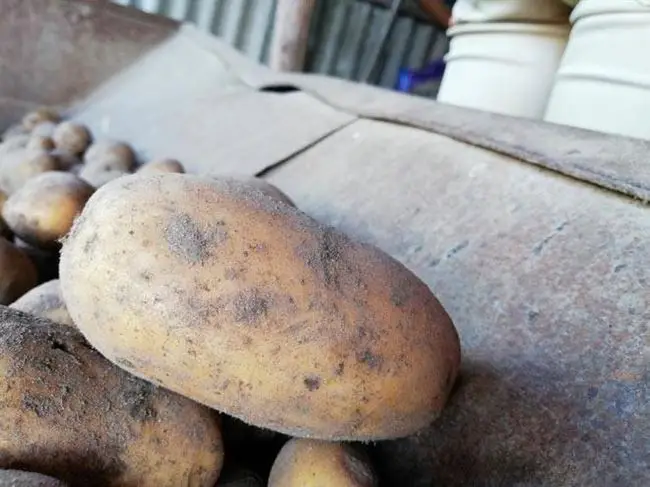 Характеристика сорта картофеля Зорачка