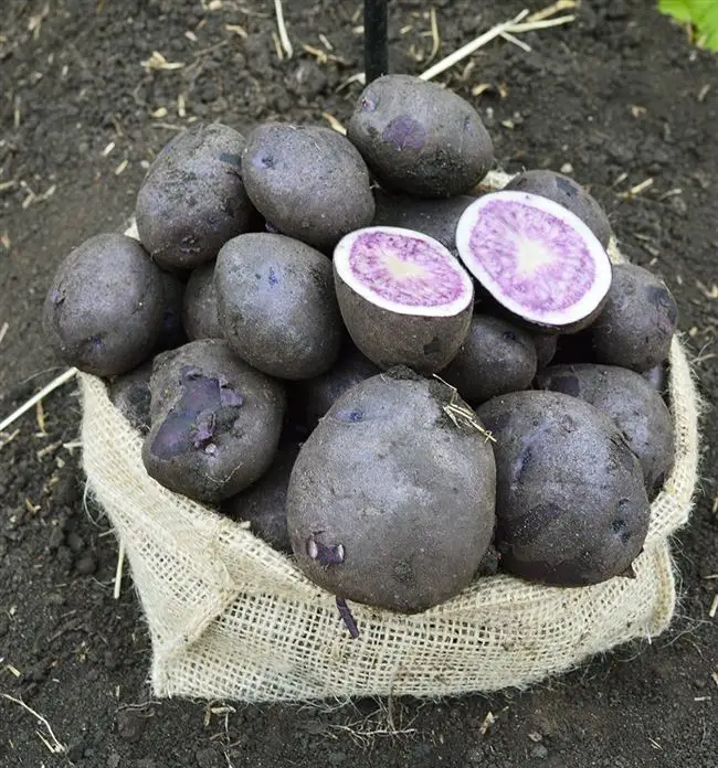 Размножение фиолетового картофеля