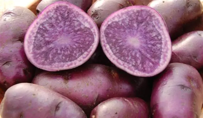 Реальные отзывы огородников о сортах фиолетового картофеля